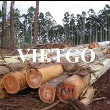  Thương vụ xuất khẩu gỗ bạch đàn tròn sang thị trường Philippines