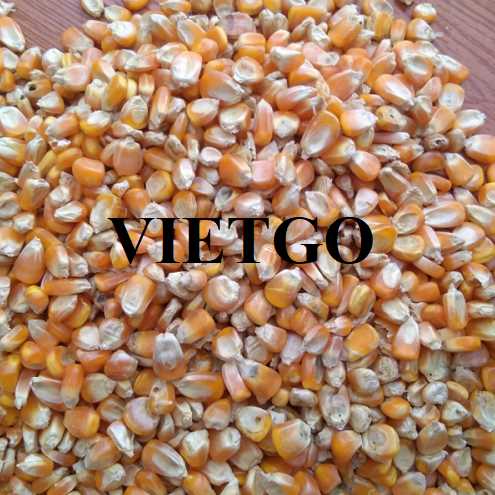Cơ hội hợp tác xuất khẩu ngô vàng đến thị trường Lebanon