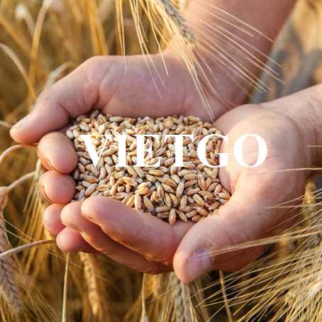 Cơ hội hợp tác xuất khẩu lúa mì cùng vị khách hàng người Mỹ