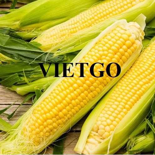 Cơ hội hợp tác xuất khẩu ngô vàng sang thị trường Thổ Nhĩ Kỳ