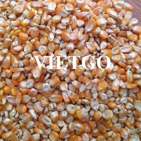 Cơ hội hợp tác xuất khẩu ngô vàng tới thị trường Hàn Quốc