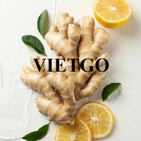 Cơ hội giao thương xuất khẩu gừng cùng vị khách hàng đến từ Jordan