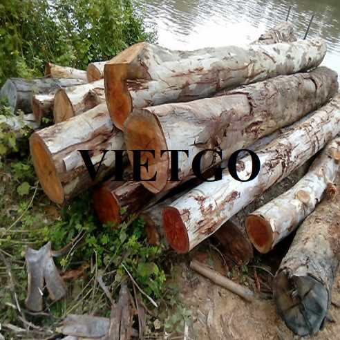 Cơ hội xuất khẩu gỗ bạch đàn tròn sang thị trường Trung Quốc