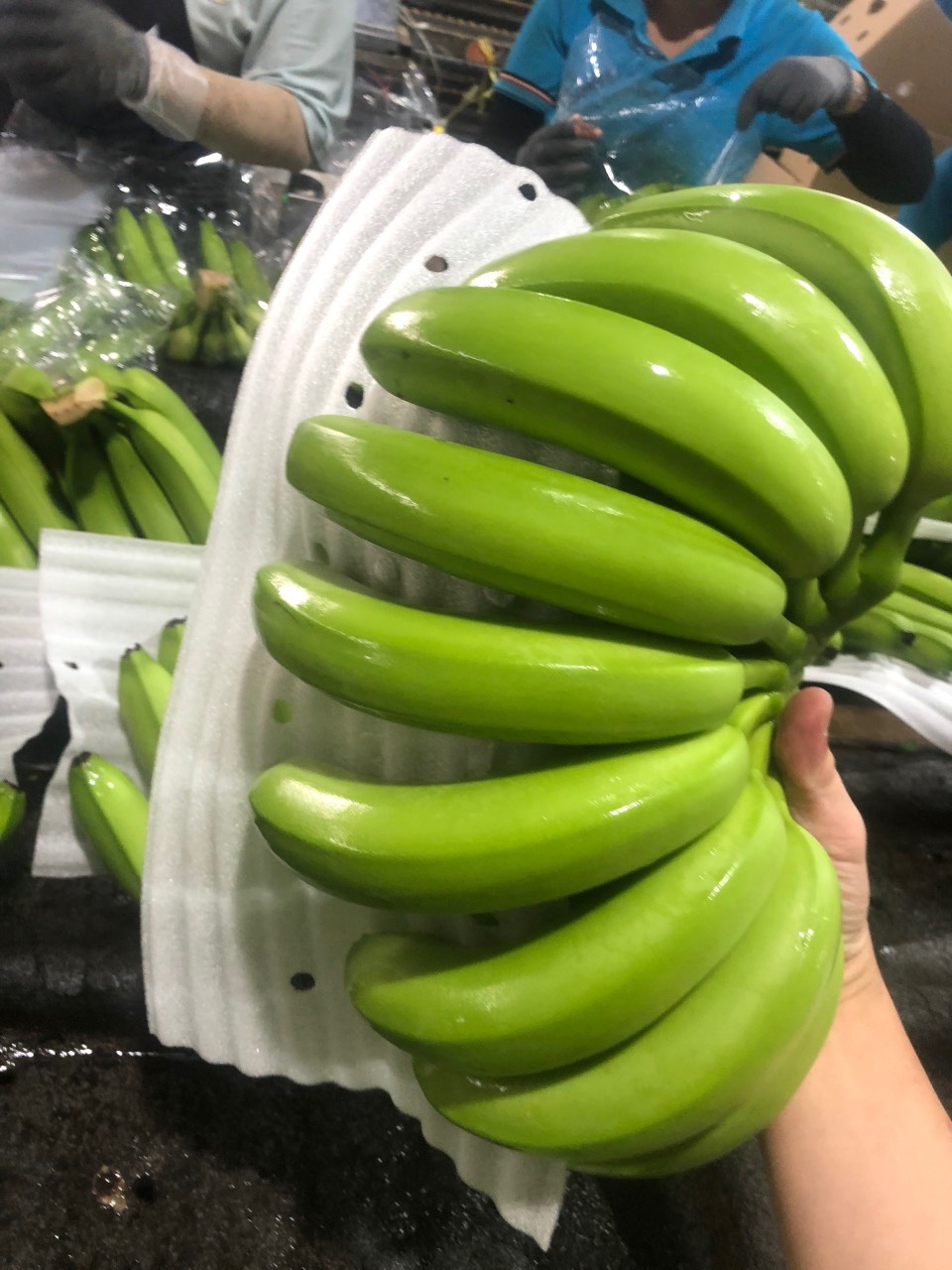 Cần tìm đơn vị vận tải vận chuyển hàng chuối đi Hàn Quốc