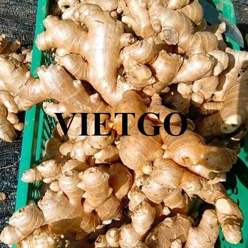 Cơ hội xuất khẩu gừng đến thị trường UAE