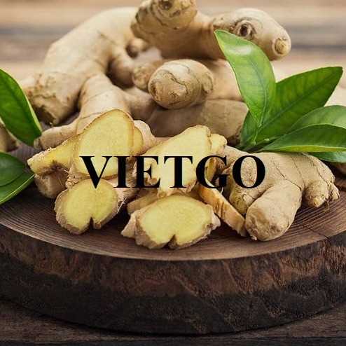 Thương vụ xuất khẩu gừng tươi đến thị trường Bangladesh