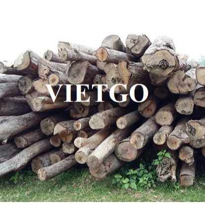 Thương vụ xuất khẩu sản phẩm gỗ bạch đàn tròn đến thị trường Ấn Độ