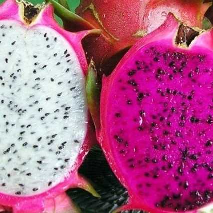 (Cập nhật số điện thoại) I am looking for dragon fruits 