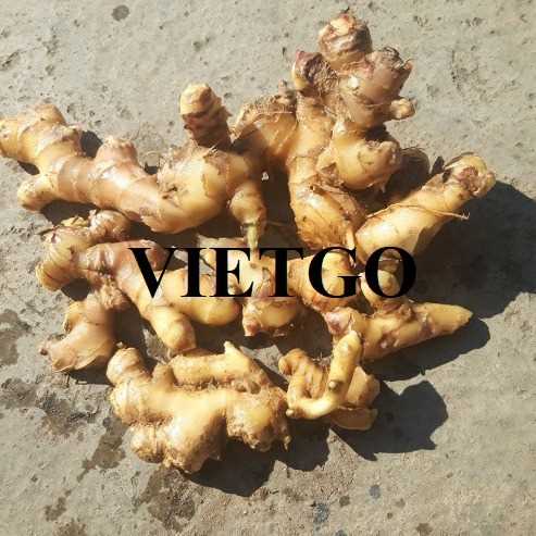 Thương vụ hợp tác xuất khẩu gừng tươi sang thị trường Indonesia