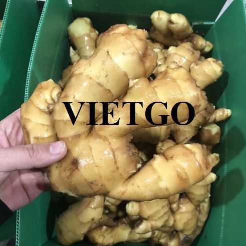 Cơ hội hợp tác xuất khẩu gừng tươi đến thị trường Ai Cập