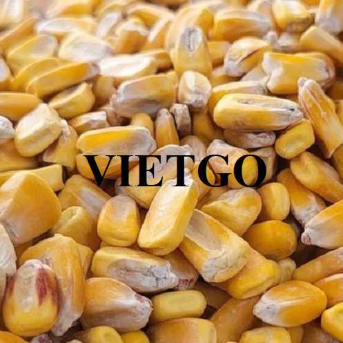 Cơ hội hợp tác xuất khẩu ngô vàng sang thị trường Nhật Bản