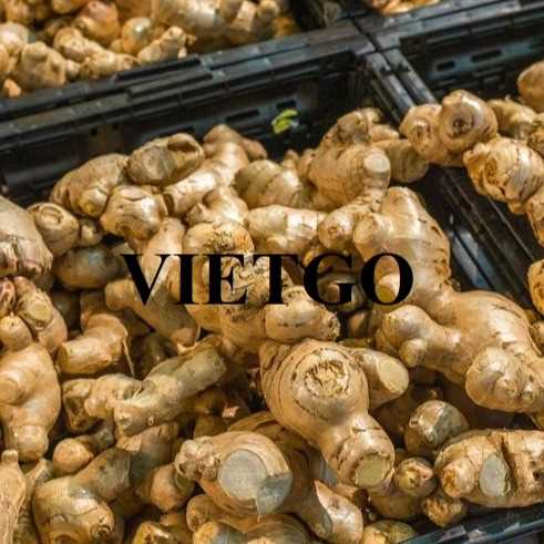 Cơ hội xuất khẩu gừng đến thị trường Ấn Độ