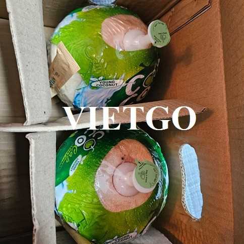 Cơ hội hợp tác xuất khẩu dừa tươi đến thị trường Hàn Quốc