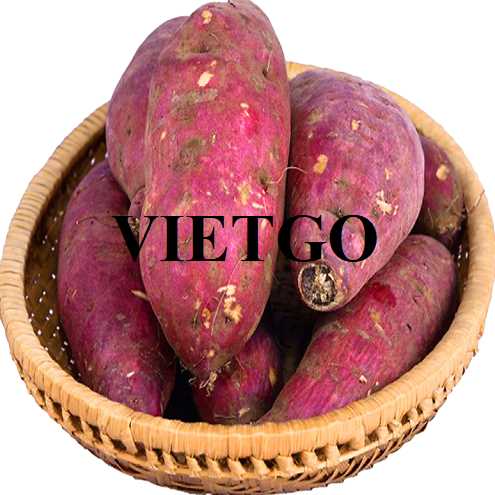 Thương vụ hợp tác xuất khẩu khoai lang ruột vàng và khoai lang ruột tím sang thị trường Trung Quốc, Ấn Độ và UAE