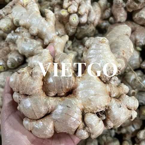 Cơ hội xuất khẩu gừng tươi sang thị trường UAE