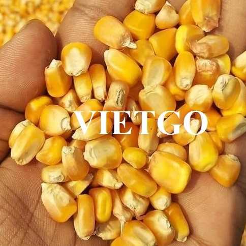 Thương vụ hợp tác xuất khẩu ngô vàng sang thị trường Malaysia