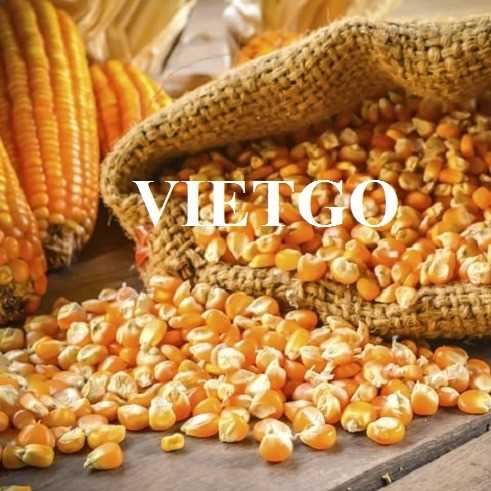 Thương vụ xuất khẩu sản phẩm ngô đến thị trường Ấn Độ