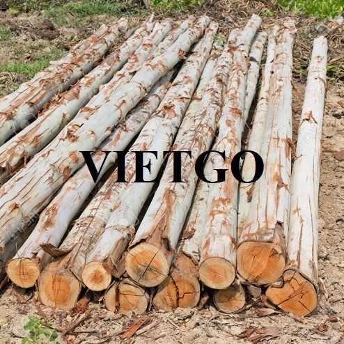 Cơ hội xuất khẩu gỗ bạch đàn tròn sang thị trường Trung Quốc