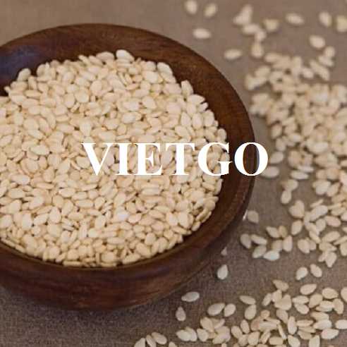 Cơ hội hợp tác xuất khẩu hạt mè trắng sang thị trường Ai Cập