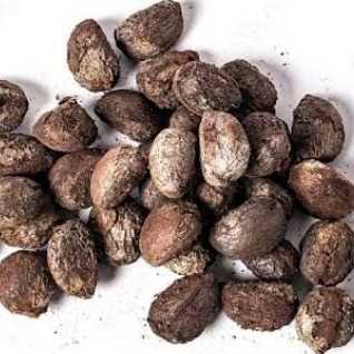 I AM LOOKING FOR TUNG SEED