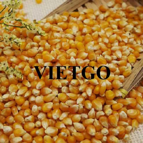 Cơ hội hợp tác xuất khẩu ngô vàng đến thị trường Nepal