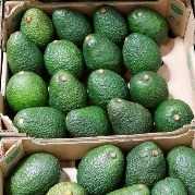 i'm looking for Hass avocado 
