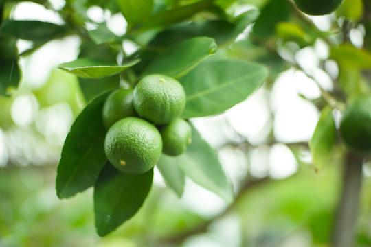 Tìm nhà vận chuyển chanh không hạt đi Mỹ