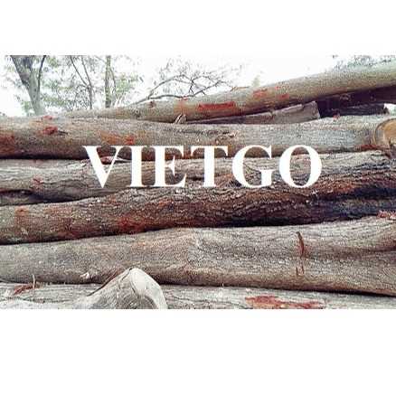 Thương vụ xuất khẩu sản phẩm gỗ bạch đàn tròn đến thị trường Ấn Độ và Malaysia