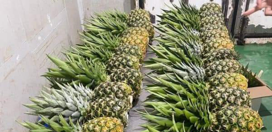 Tìm đơn vị vận tải sang thị trường Jordan sản phẩm dứa