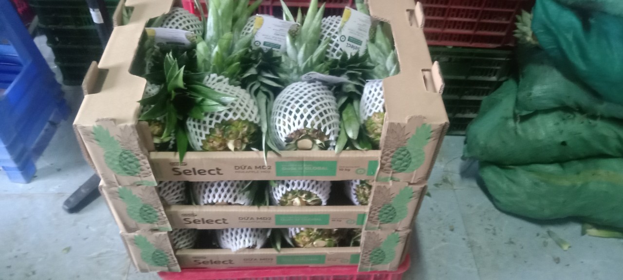 Cần tìm đơn vị vận chuyển hàng dứa thùng carton sang thị trường Oman