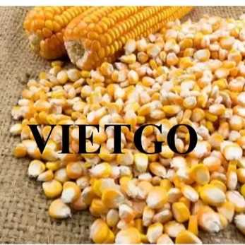 Thương vụ xuất khẩu sản phẩm ngô vàng đến thị trường Thổ Nhĩ Kỳ