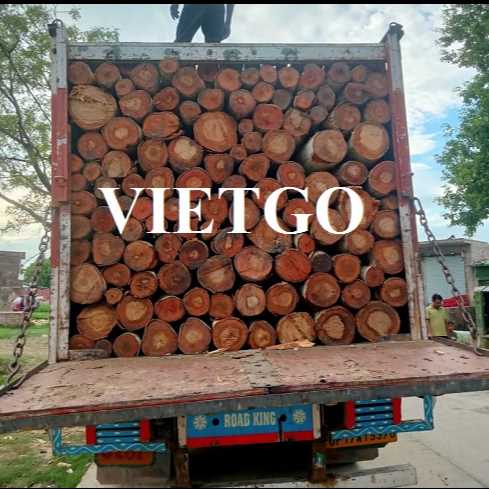 (Gấp)Thương vụ xuất khẩu gỗ bạch đàn tròn đến thị trường Ấn Độ