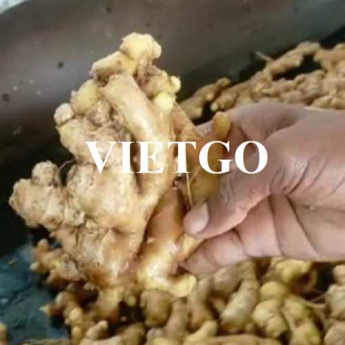 Cơ hội hợp tác xuất khẩu gừng tươi và gừng khô thái lát sang thị trường UAE