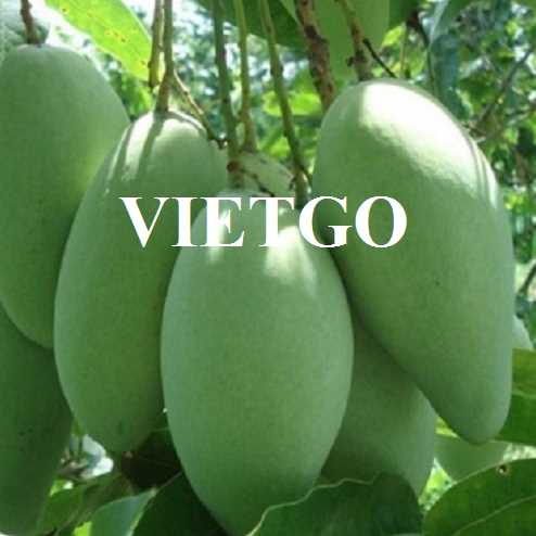 Cơ hội giao thương xuất khẩu xoài xanh và xoài keo đến thị trường Jordan
