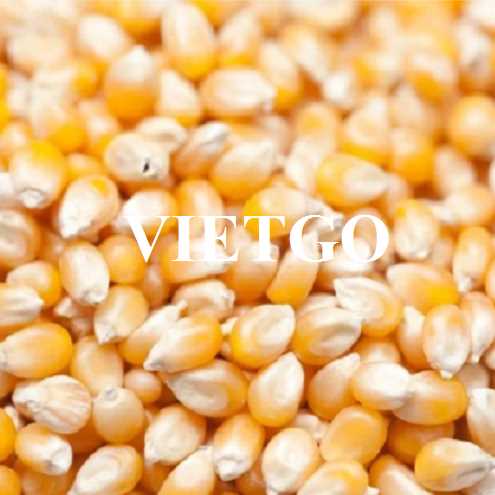 Cơ hội hợp tác xuất khẩu ngô vàng đến thị trường Oman