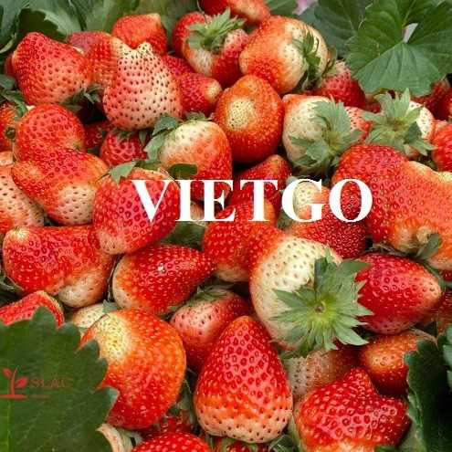 Cơ hội xuất khẩu dâu tây sang thị trường Ả Rập Xê Út