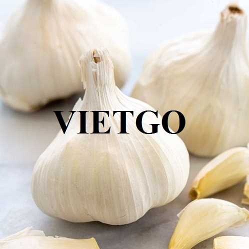 Thương vụ hợp tác xuất khẩu tỏi trắng tinh khiết cùng vị khách hàng đến từ Anh 