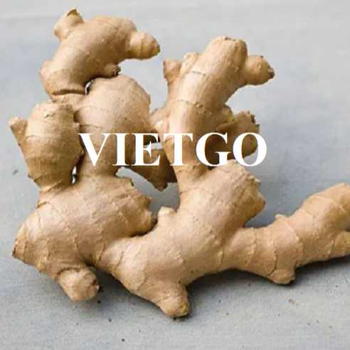 Cơ hội hợp tác xuất khẩu gừng tươi đến thị trường UAE