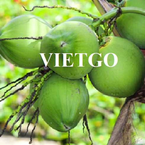 Cơ hội hợp tác xuất khẩu dừa tươi đến thị trường UAE và Oman 