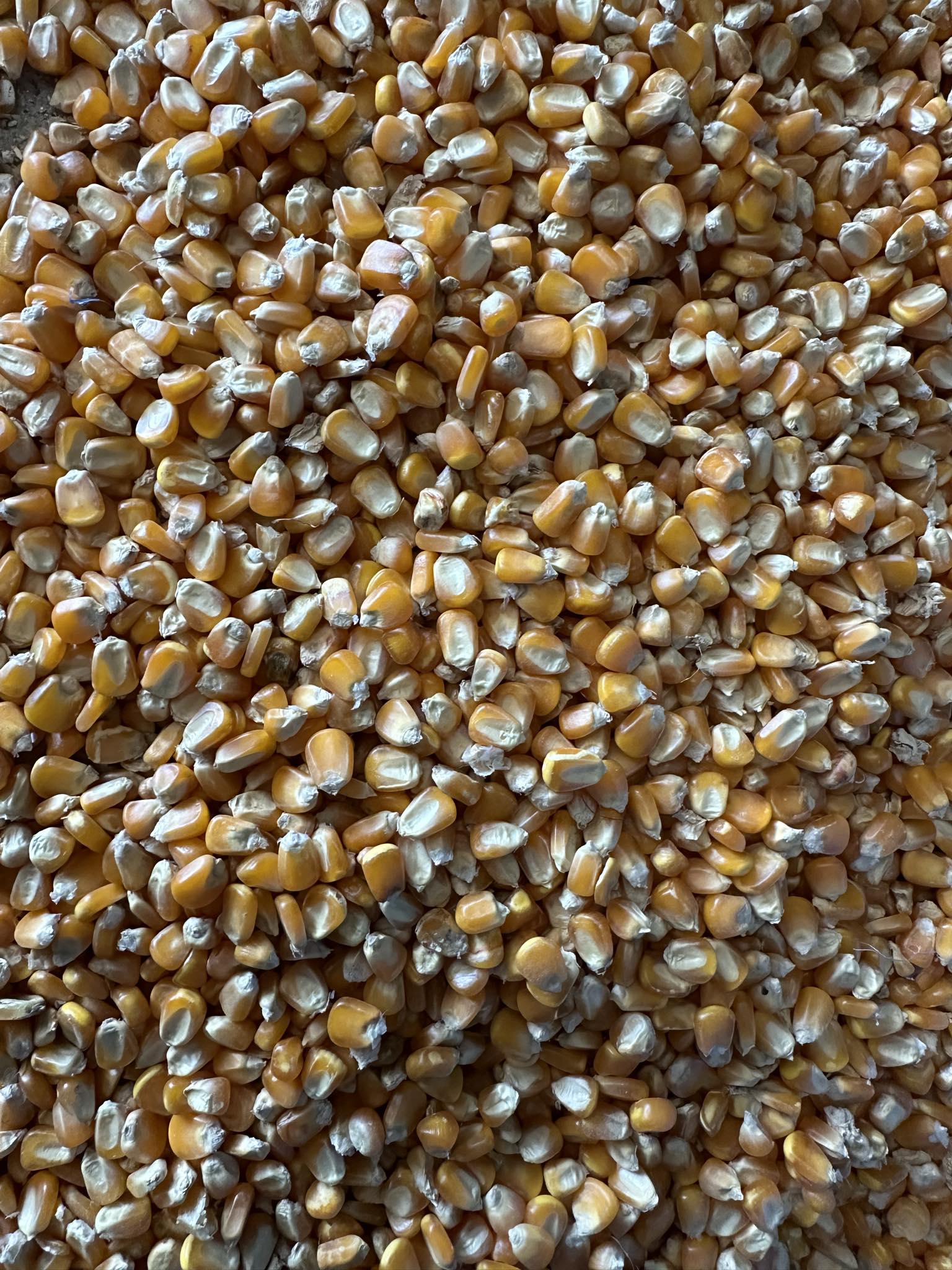 Cần tìm nhà vận tải biển chuyển hàng ngô đến Oman
