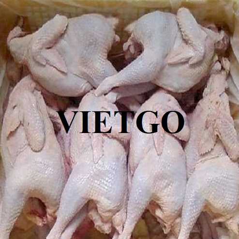 Cơ hội hợp tác xuất khẩu thịt gà đông lạnh sang thị trường UAE