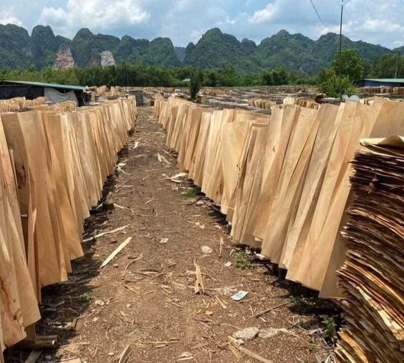 Cần vận tải 1 cont 40ft hàng ván bóc đi Mundra, Ấn độ