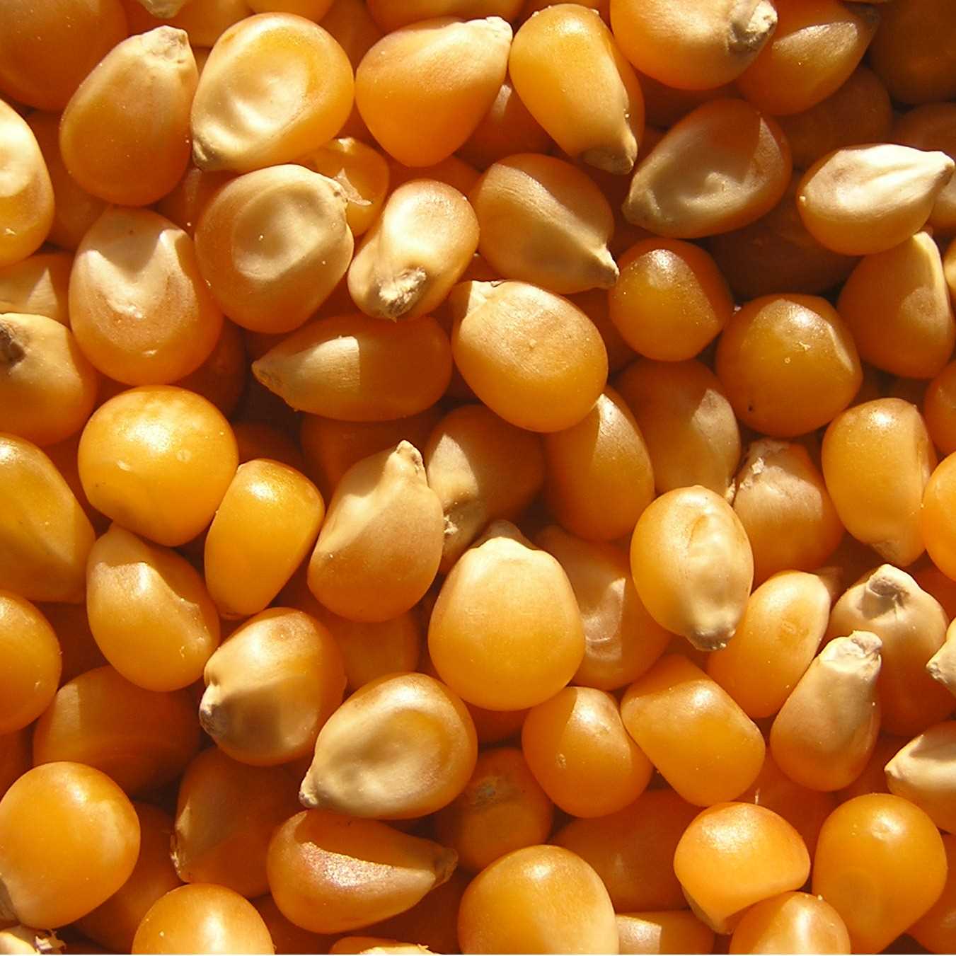 i want to buy corn