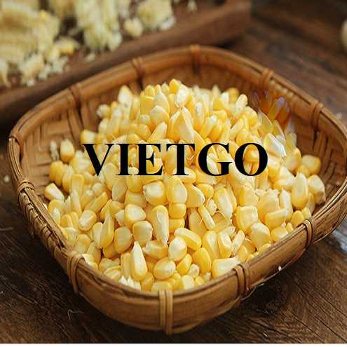 Cơ hội xuất khẩu ngô vàng sang thị trường Trung Quốc