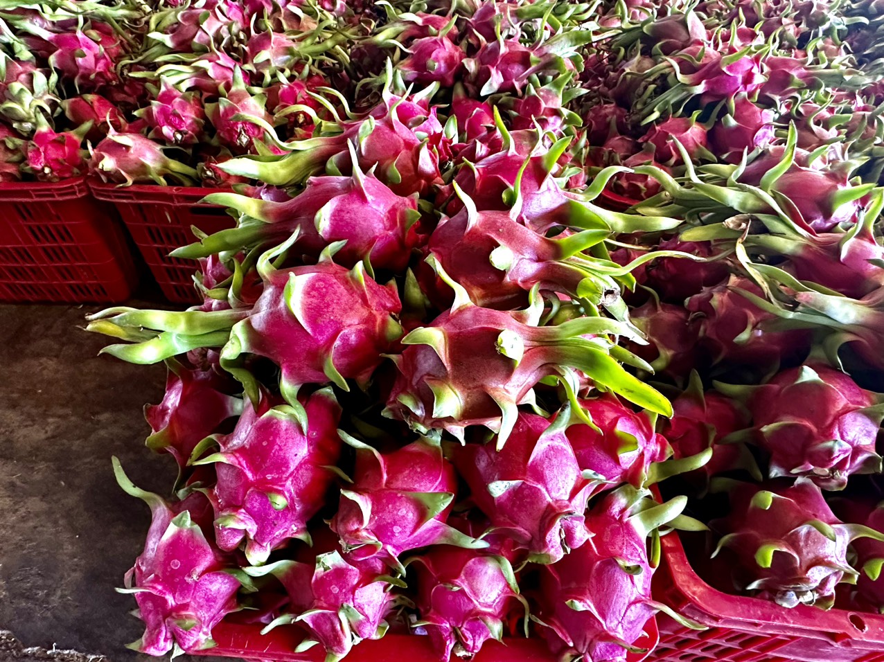 Cần tìm đơn vị vận tải vận chuyển hàng thanh long đi Philippines