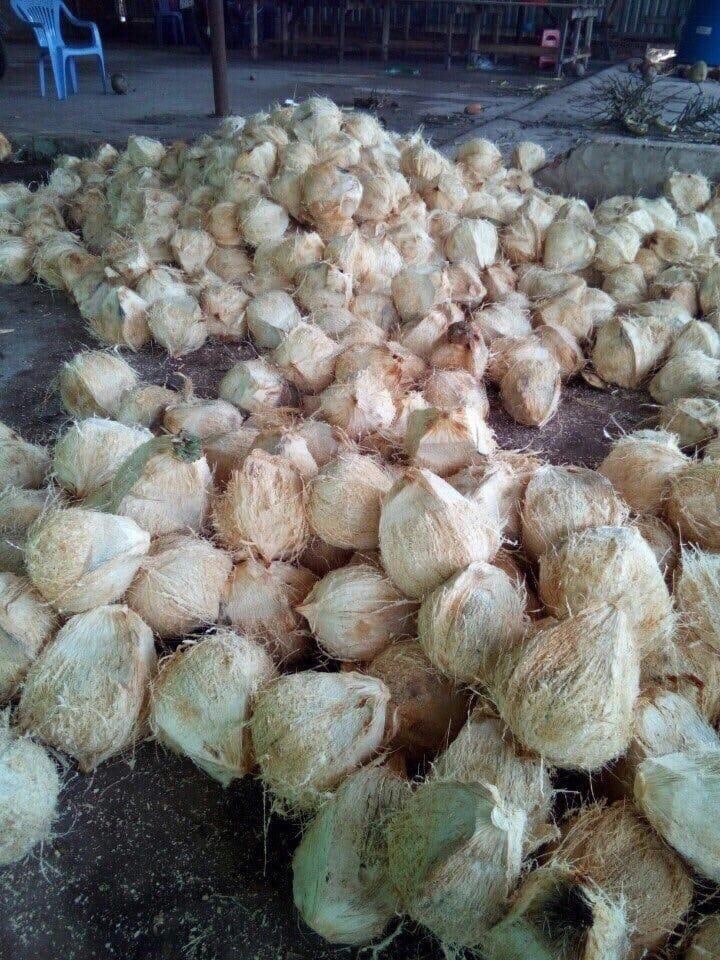 Cần tìm cước biển cho hàng dừa khô đi Oman