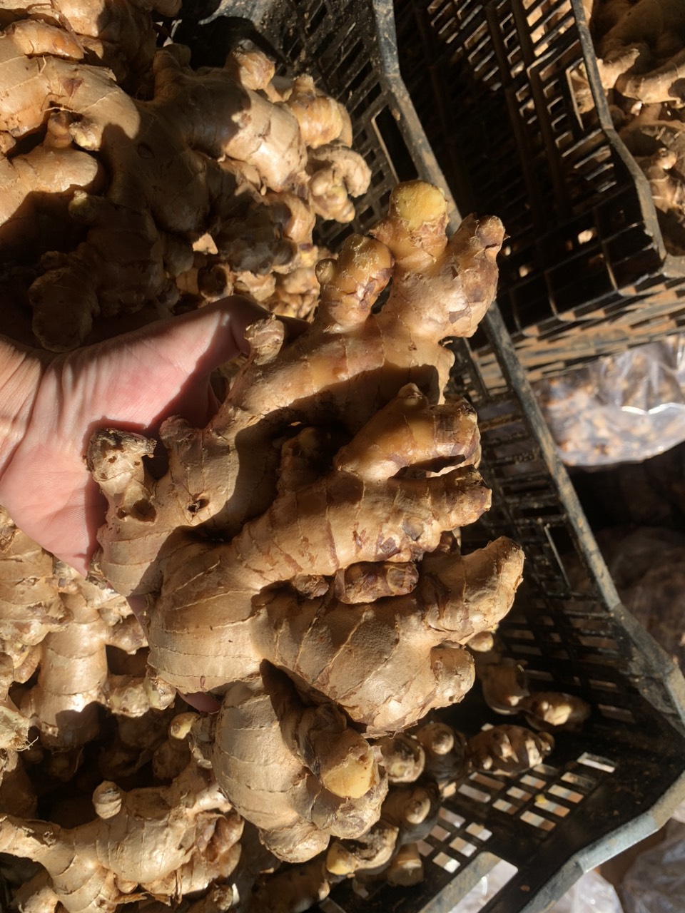 Cần tìm cước hàng gừng đi Bangladesh