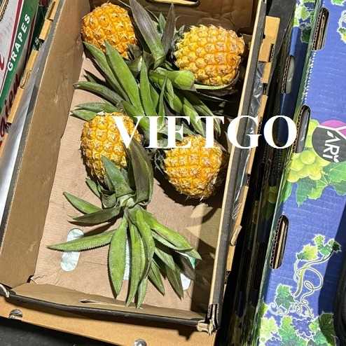 Thương vụ hợp tác xuất khẩu dứa tươi đến thị trường Ả-rập Xê-út