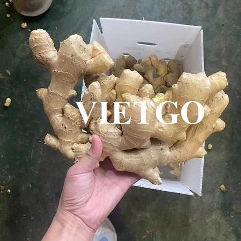 Cơ hội hợp tác xuất khẩu gừng tươi đến thị trường Iran