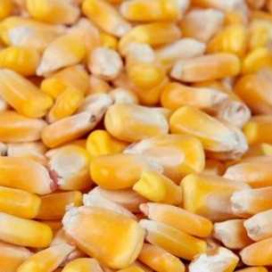 i'm looking for yellow corn